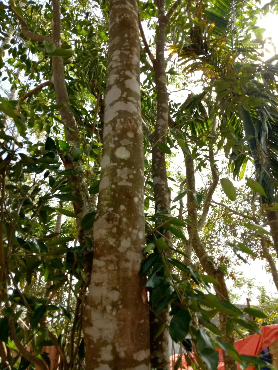 Agarwood essential oil 001