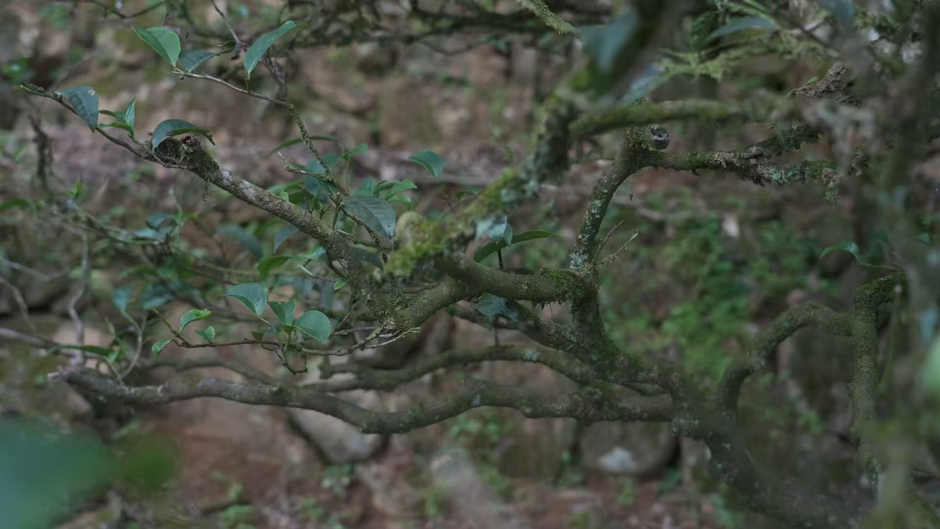 Fenghuang Dancong（Ye Lai Xiang）
