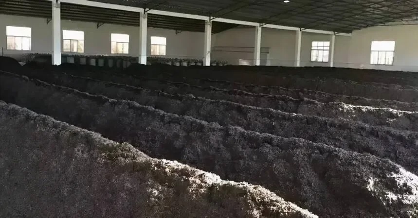 Black Willow (Mengding Dark Tea)