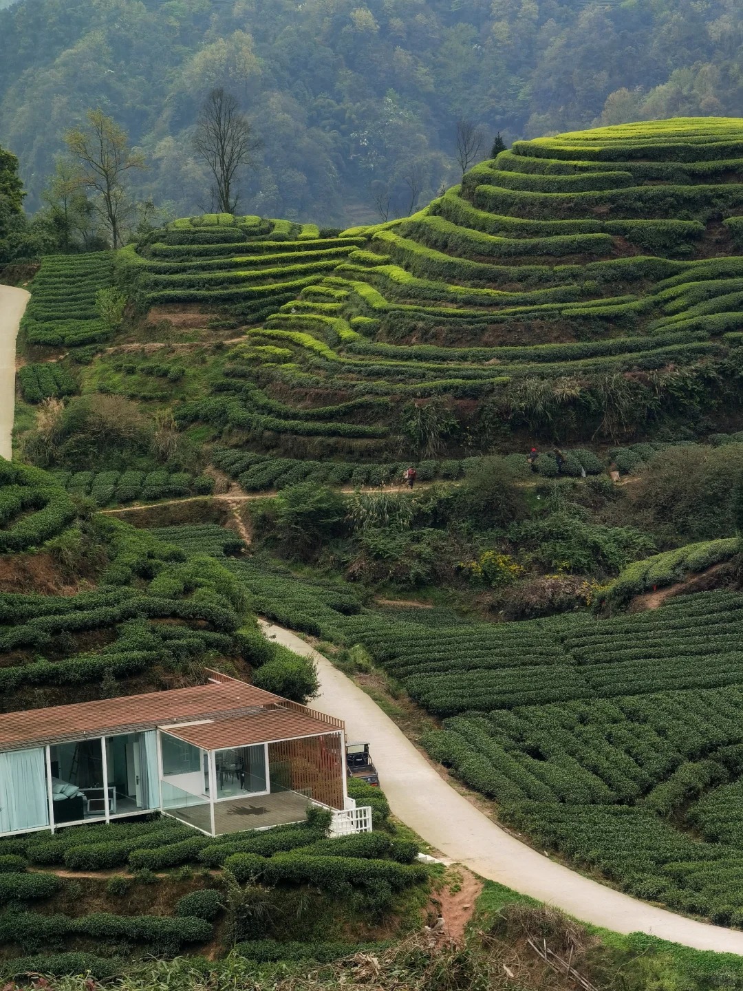 Coral reef (Mengding Black Tea)