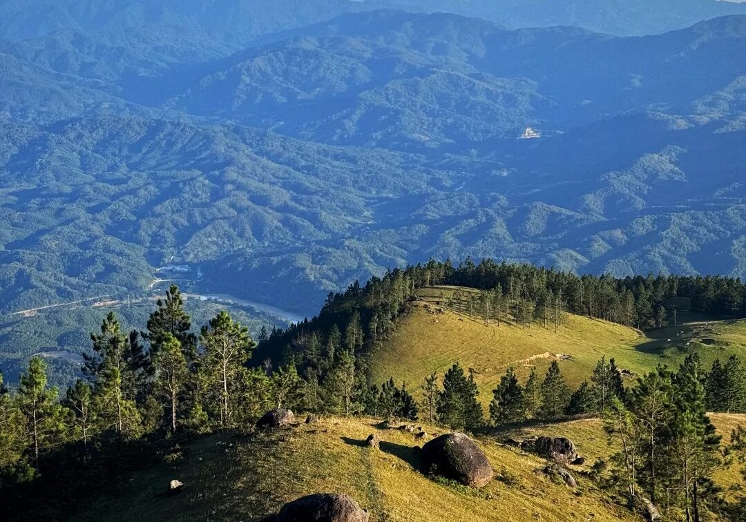 Agarwood Forest Aerial View