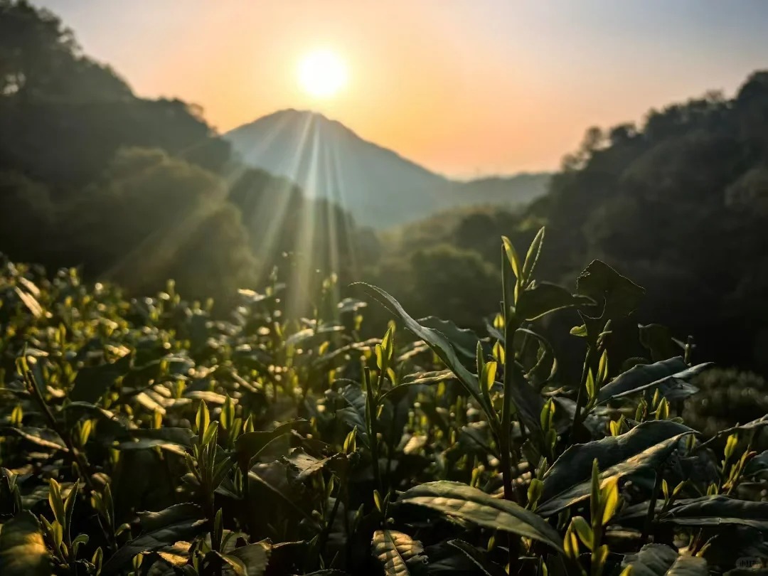 Morning mist over tea mountains