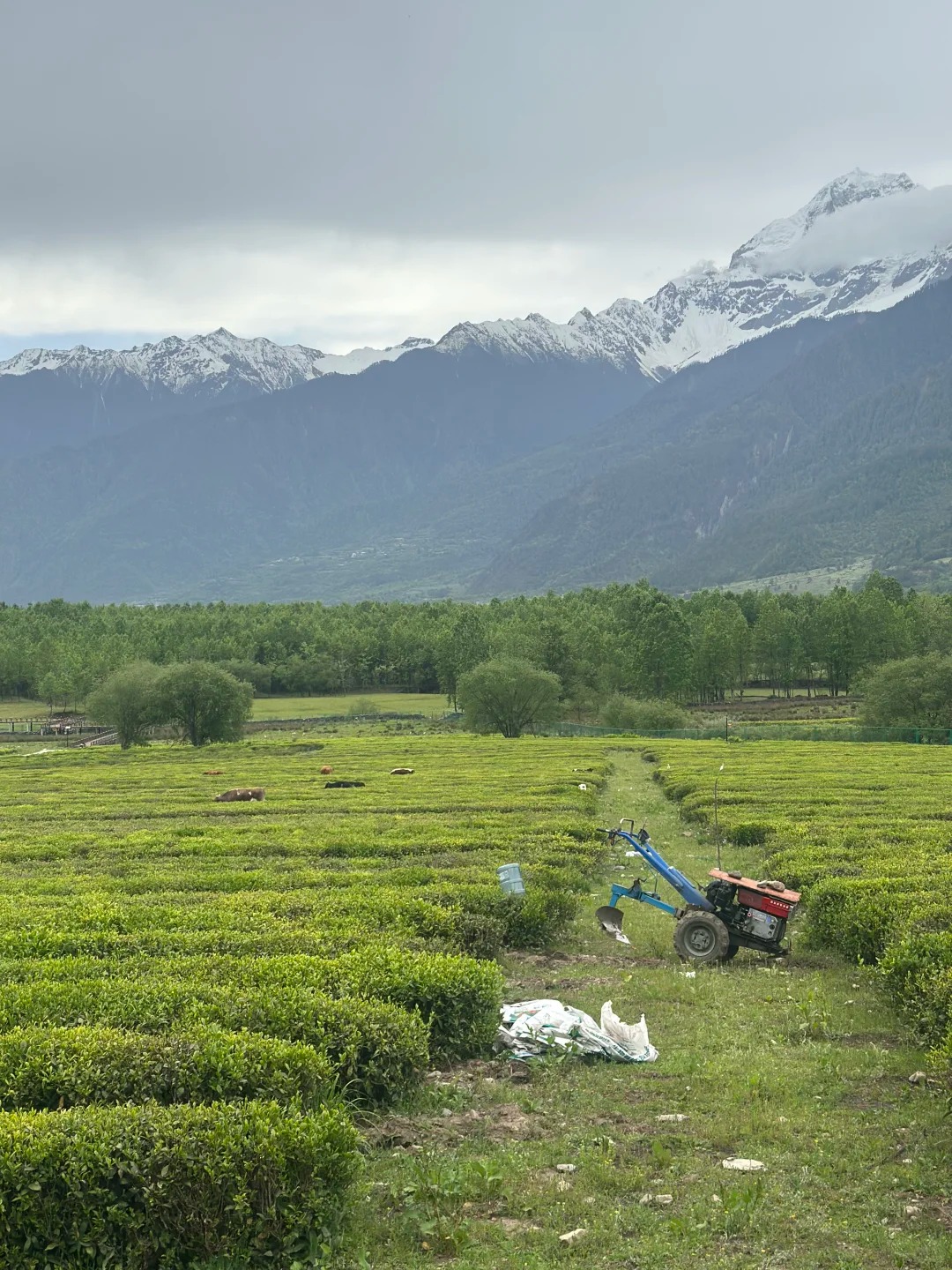 Li Kui of the Snowy Region