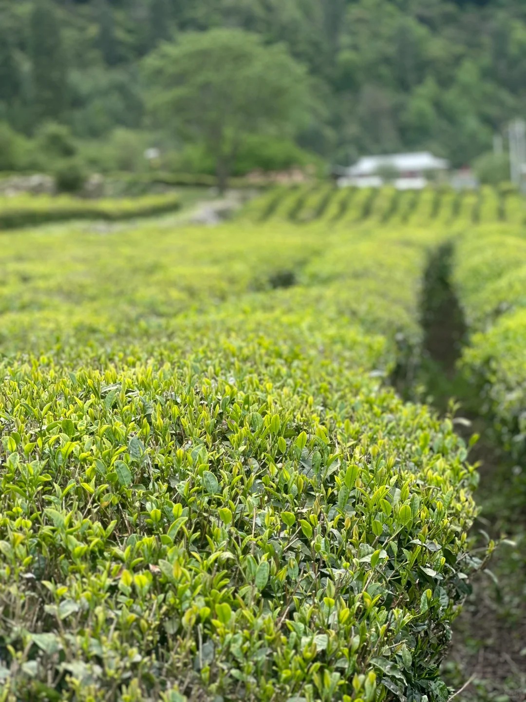 Tibetan silver pieces