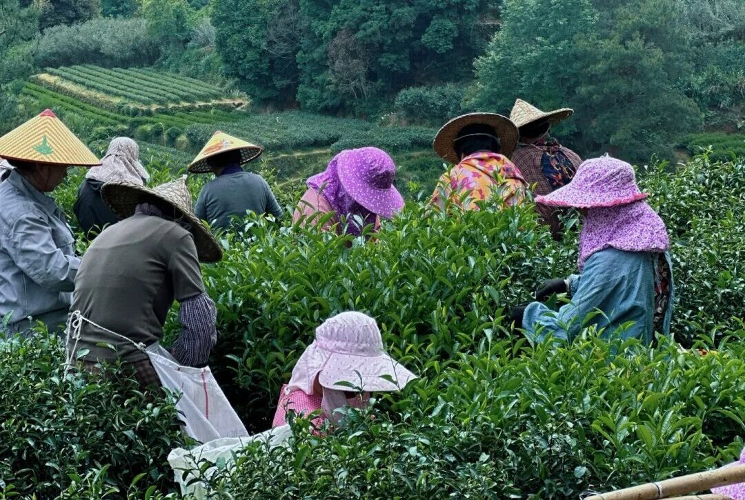 Founder in tea mountains