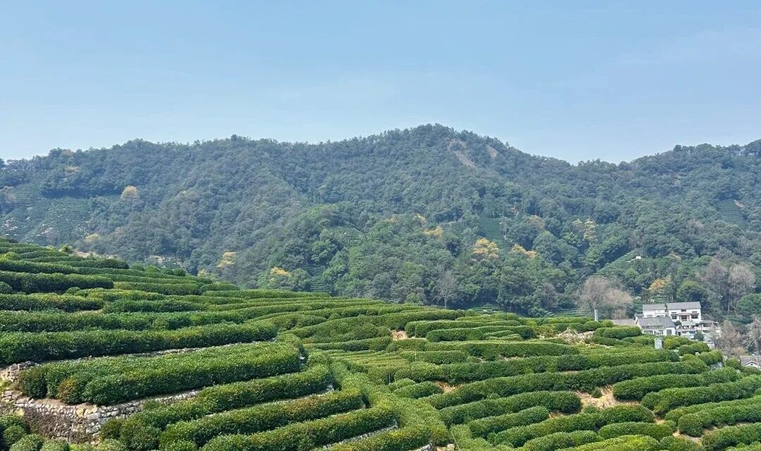 Aerial view of tea mountains