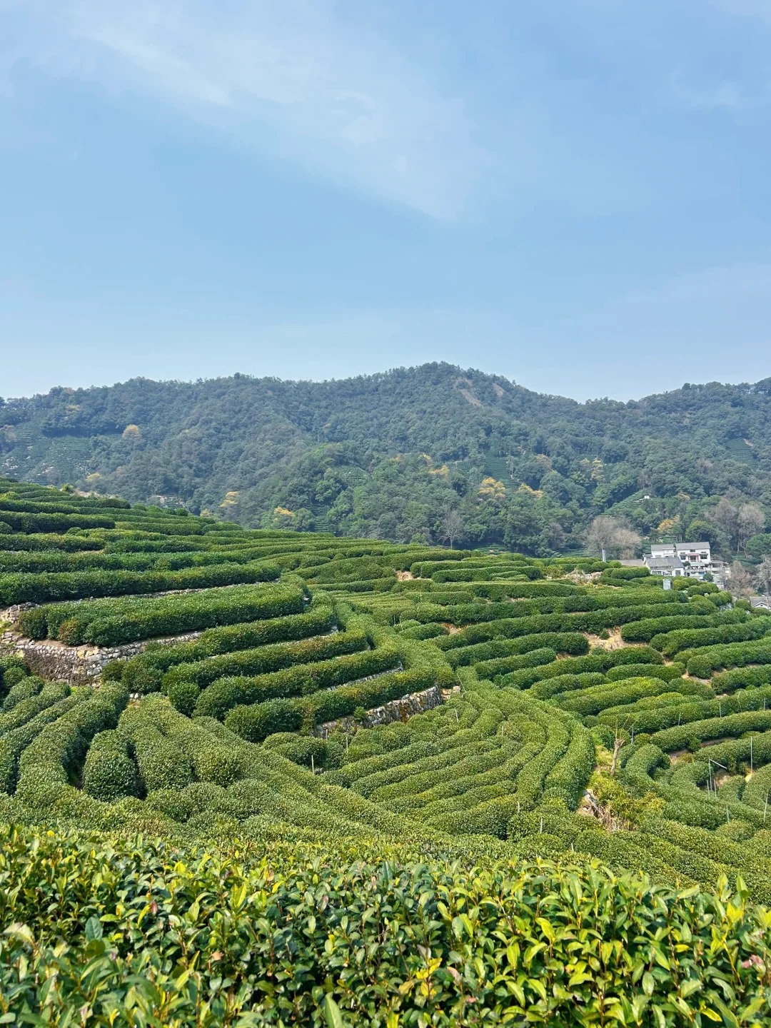 Morning aerial view with mist