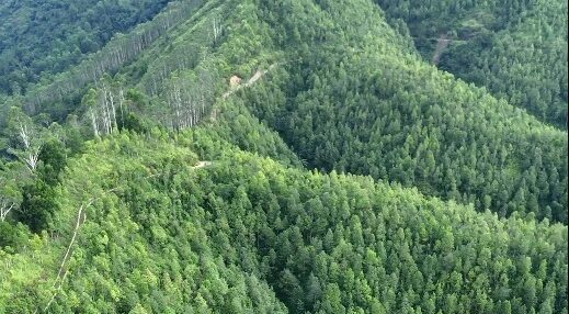 Tea leaf veins macro