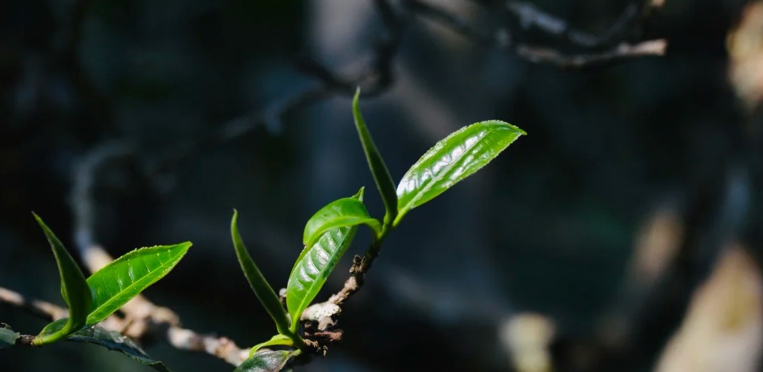 Modern Tea Processing Facility