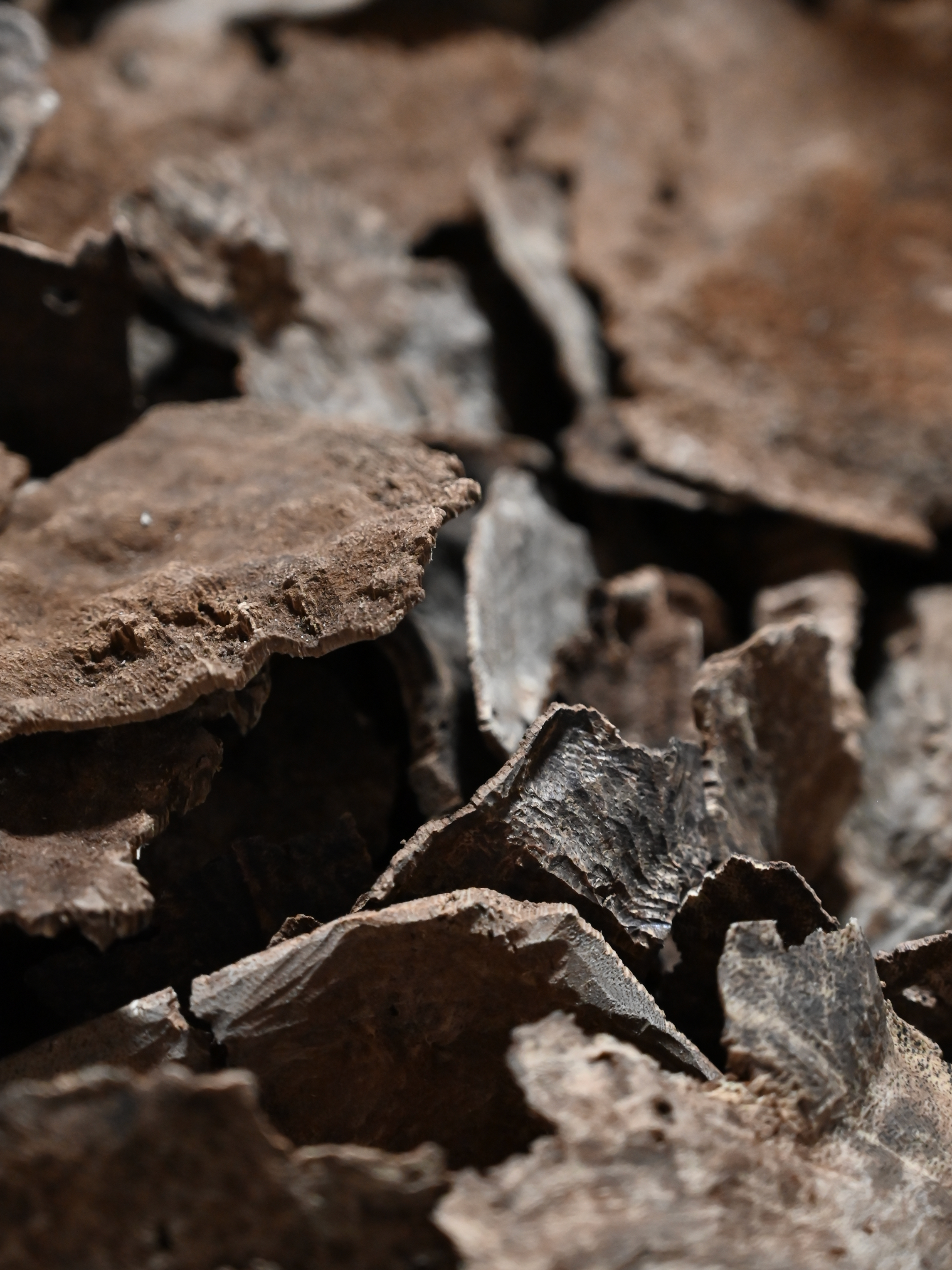 Agarwood Harvesting